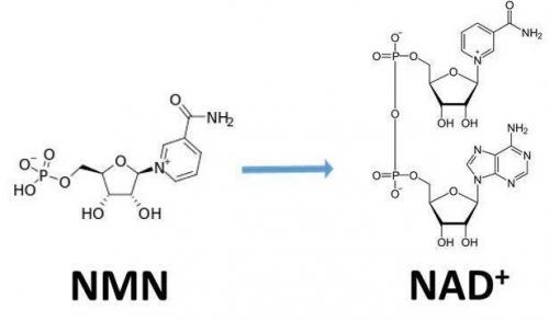 從生物學(xué)角度看NMN:為何能延緩衰老和提高免疫力？
