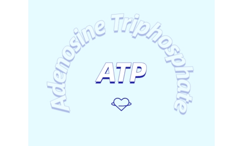 ATP在體育鍛煉中有什么作用？