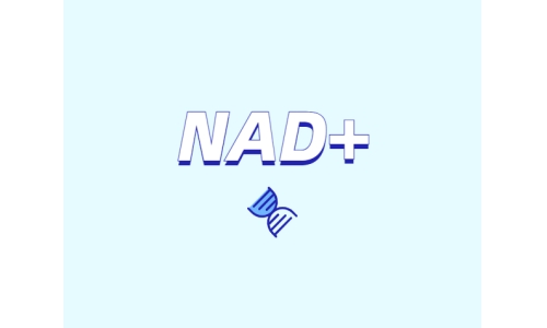 選擇NMN還是NR？